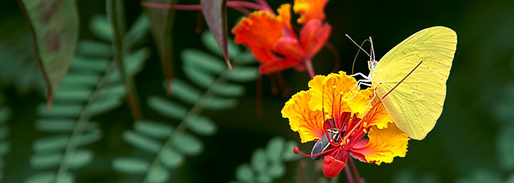 5D-09_03_06-44_butterfly_banner 5D-09_03_06-44_butterfly_banner